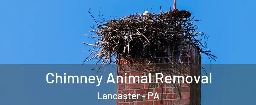 Chimney Animal Removal Lancaster - PA