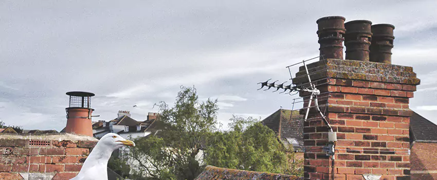 Chimney Cleaning And Restoration in Lancaster, Pennsylvania